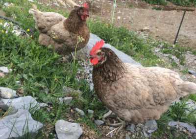Les poulettes du Refuge du Grenairon